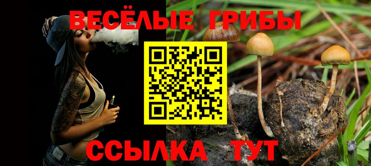 даркнет сайт  Вход с VPN  Сызрань  Галлюциногенные грибы Psilocybe 